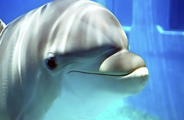 dolphin swim in sharm el sheikh