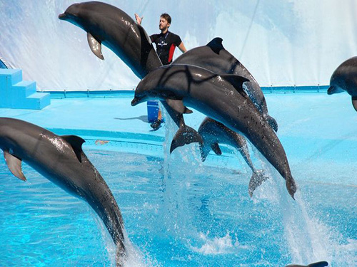 Dolphin Show Excursion In Sharm El Sheikh