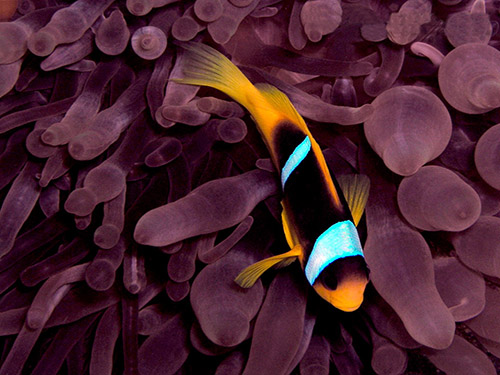 Slide background
